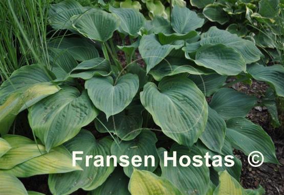 Hosta Dark Shadows